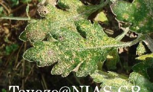 向日葵盘 副作用网-分享向日葵盘 副作用是什么，向日葵盘有药用价值吗知识库